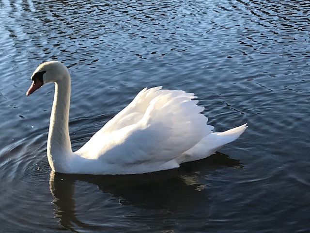 Hjælp, min partner har stress – hvad gør jeg?