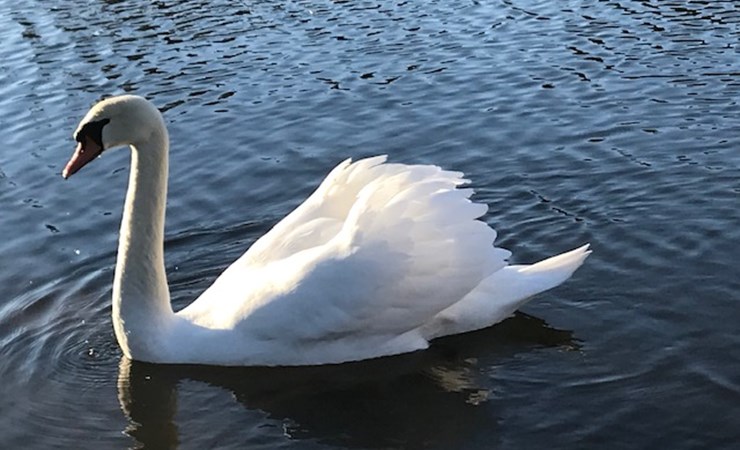 Hjælp, min partner har stress – hvad gør jeg?