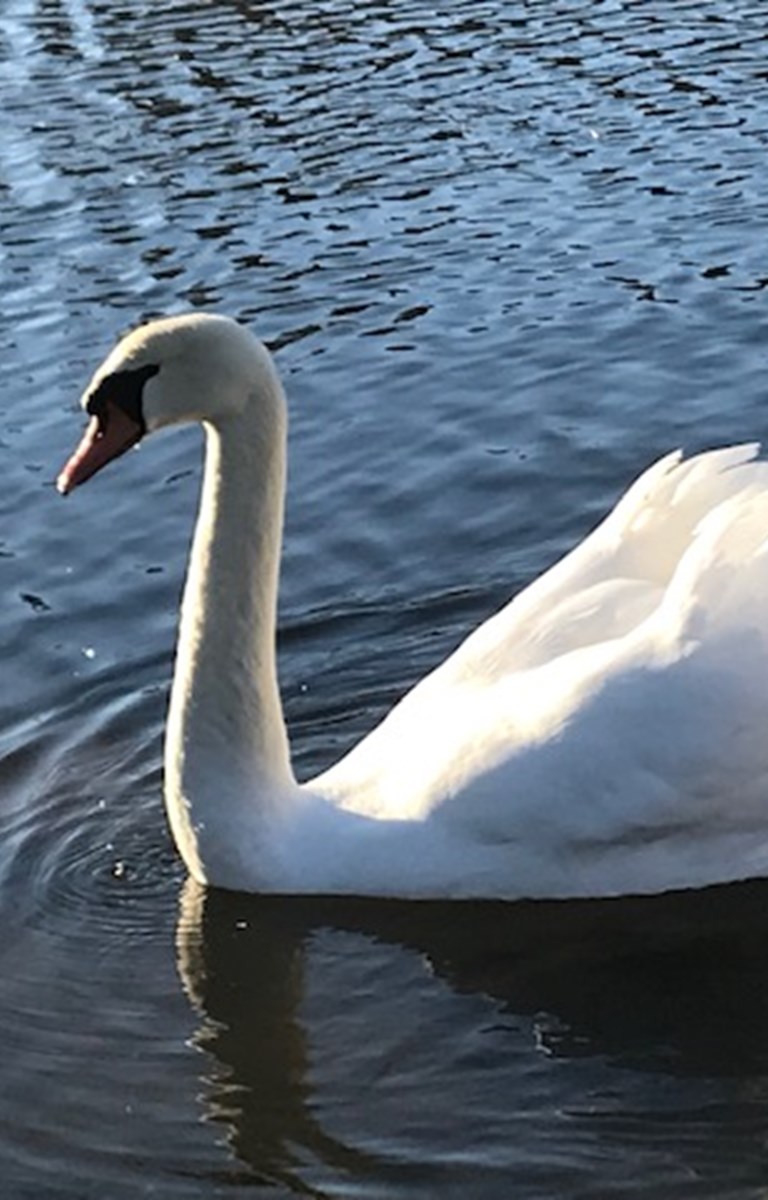 <h1>Hjælp, min partner har stress – hvad gør jeg?</h1>